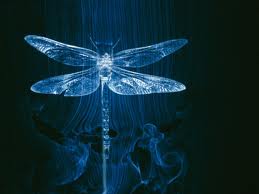 DRAGONFLY AND WIND DUST