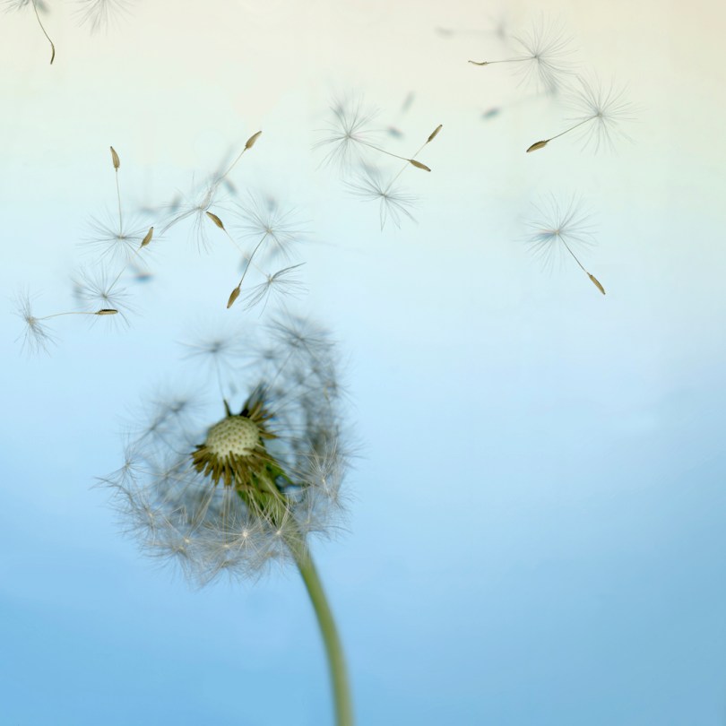 Dandelion seeds in wind